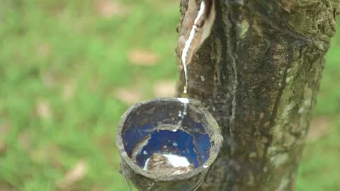 Close Up of Raw Milky White Latex Dripping from Tapped Rubber Tree Stock Footage 337442587