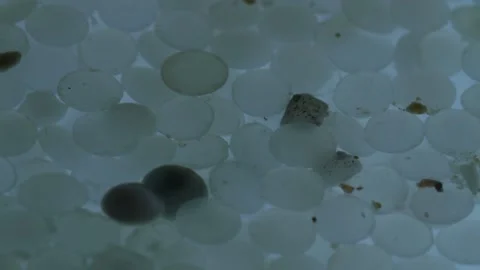 Close-up of raw nurdles (plastic pellets) floating on water Stock Footage 157779223