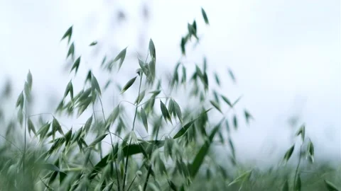 Close-up of raw oat crops in a grain field waving in a hard wind 库存影片 167647663