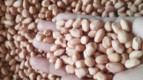 Close Up of Raw Peanuts Sliding Through Fingers Video stock 334411254
