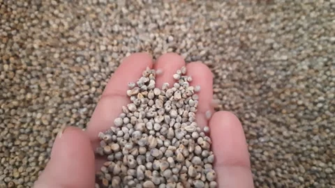 Close up of raw pearl millet grains falling from hand Vídeo Stock 346597427