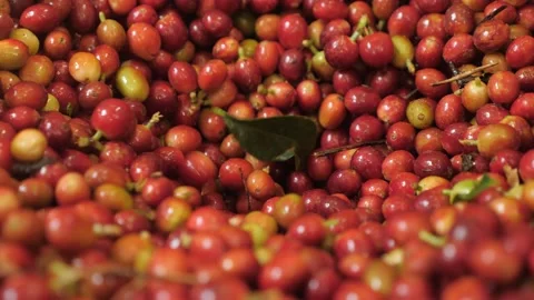 Close up of raw red coffee beans berries being processed in coffee Stock Footage 142981019