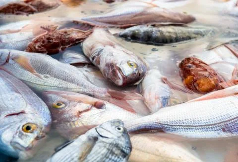 Close-up of raw rockfish Stock Photos