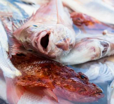 Close-up of raw rockfish Stock Photos
