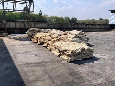 Close Up Raw Rubber Sheet After Rolling Process in Latex Industry Plantation. Stock Photos