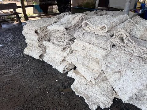Close Up Raw Rubber Sheet After Rolling Process in Latex Industry Plantation. Stock Photos