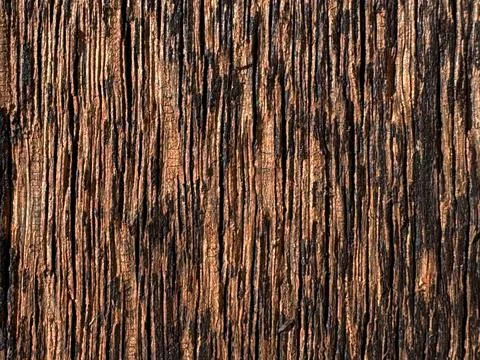 Close-up of raw rustic wood surface with deep vertical grain, warm brown hu.. Foto stock