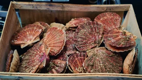 Close up of raw scallop shells stacked i... | Stock Video | Pond5