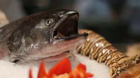 Close Up of Raw Seafood at a Restaurant Stock Footage 70212686