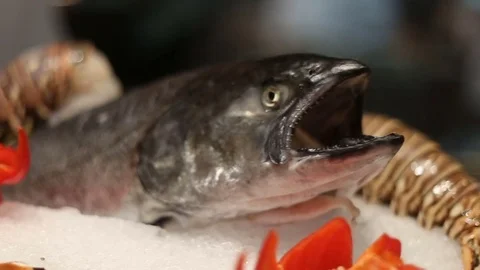 Close Up of Raw Seafood at a Restaurant Stock Footage 70212930