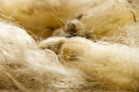 Close-up of raw sheep's wool. Washed but not carded or spun. Focus in centre. Stock Photos