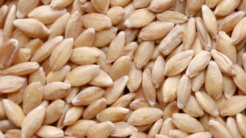 Close up of raw spelt seeds rotating in circle Stock Footage 120584012
