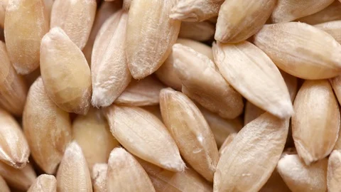 Close up of raw spelt seeds rotating in circle Video stock 120584783