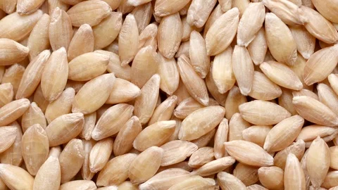 Close up of raw spelt seeds rotating in circle Stock Footage 120584785
