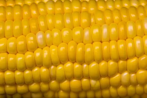 Close up raw sweet corn pattern texture background decoration. Stock Photos