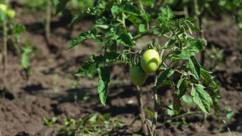 Close up of Raw Unripe Green Tomatoes Growing on the Vine in a Vegetable Garden Stock-Footage 337430219