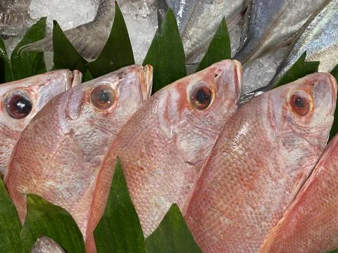 Close Up Of Raw Whole Red Snapper Heads At Seafood Market. Stock Photos
