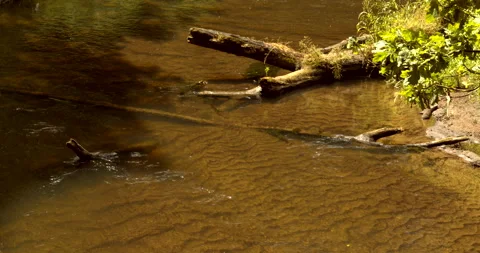 Close-up of Rawka River - a small forest river, Poland, Europe. Vídeos de archivo 346399363