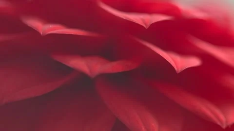 Close up of the ray florets of bloomed red Dahlia flower Stock Footage 281423467