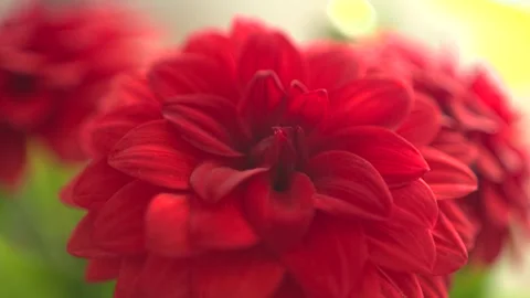 Close up of the ray florets of red Dahlia flower Stock Footage 276306803