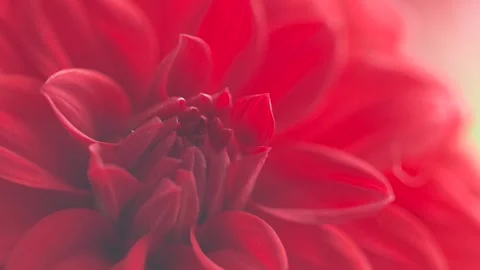 Close up of the ray florets of red Dahlia flower Stock Footage 276306805