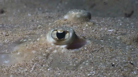 Close up of ray´s eyes, under water shot, Atlantic Ocean 動画素材 167070719