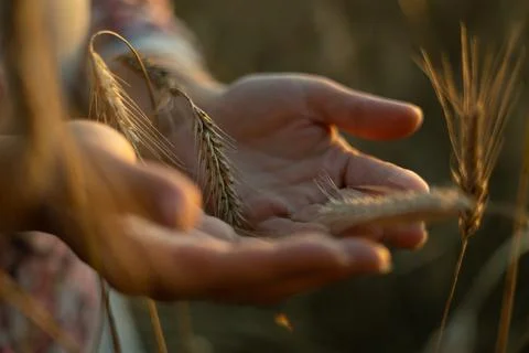 Close-up. In the rays of the setting sun, the hands of the farmer carefully and Stock Photos