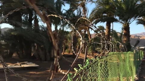 Close Up of Razor Wire Coils on Green Chain Link Fence with Palm Grove Behind Stock Footage 341910330