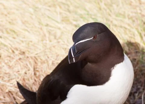 A close-up of a razorbill Stock Photos