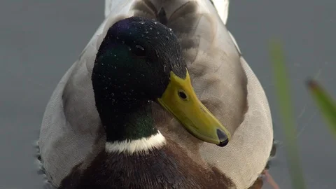 Close-up of real anade Video stock 111727566