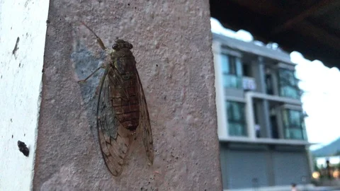 Close up real cicada. Stock Footage 90302325