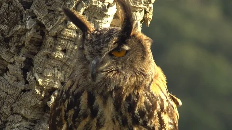 Close-up of the real owl Stock Footage 104372598