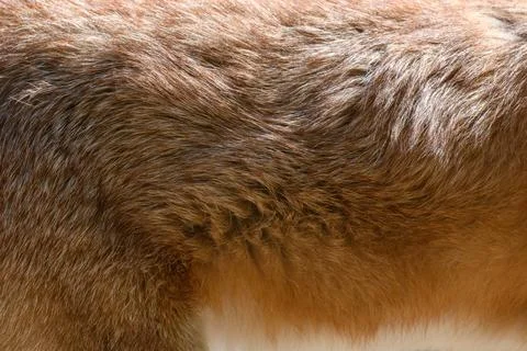 Close real red fox fur texture Stock Photos