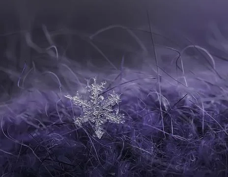 Close up a real snowflake on the violet background Stock Photos