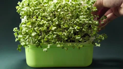 Close-up real-time footage of fresh broccoli microgreens being grown at hom.. Stock Footage 345202300