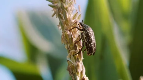 Close-up real-time video of an Asian mango flower beetle feeding on a flowe.. Stock-Footage 345024964
