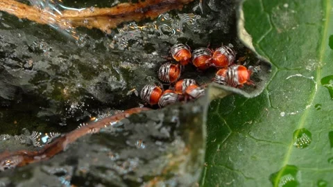 Close up real time video shows an active group of small nymph baby shield bugs Stock Footage 139074309