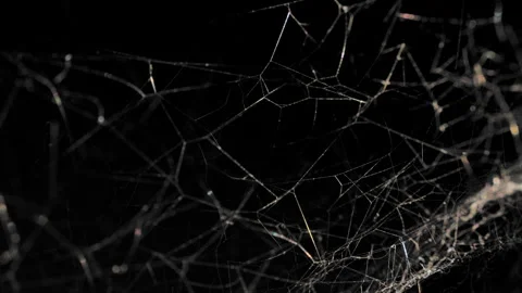 Close Up Of Real Web Spider On Black Background Slow Motion Stock-Footage 262462540