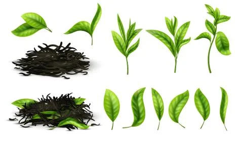 Close up realistic tea dried herbs and greens tea leaves isolated vector set Stock Illustration