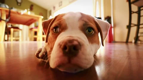 Close-up of Really Cute Dog with Adorable Expressions.  American Bulldog Stock Footage 49729702