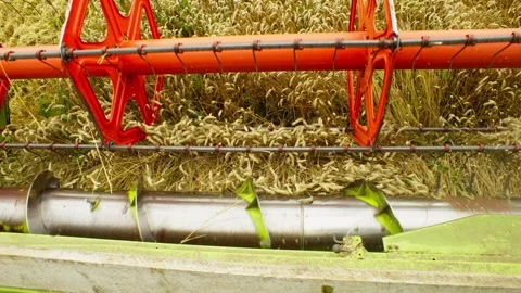 Close-up of a reaper pushing and cutting ears of wheat. Stock Footage 253395167