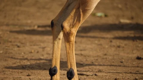 Close: Rear of impala, solid black stripes, tilt down hind legs to scent glands Stock Footage 105207831