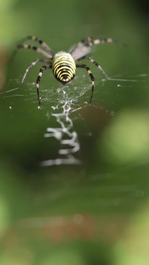 Close up rear of orb weaver spider resting on web Stock Footage 292879268