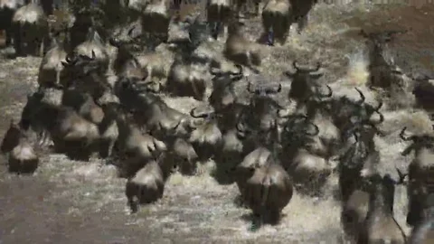 Close up rear overhead view of wildebeest crossing the mara river Stock Footage 69087220