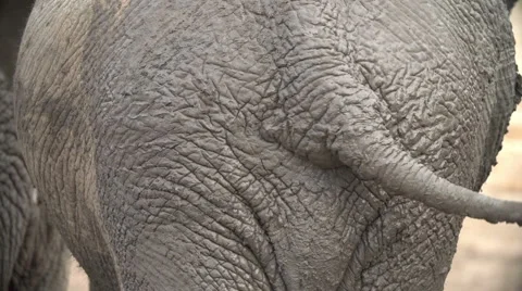 Close-up rear view of elephant covered in mud with tail swishing Stock Footage 46375198