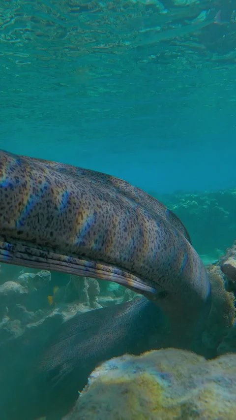 Close-up, rear view of Giant moray eel swimming into coral crevice Video stock 312124895