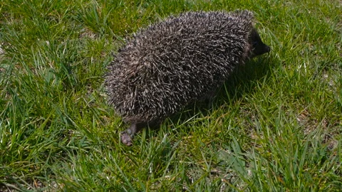 Close-up rear view of legs of cute hedgehog. 스톡 동영상 131003154