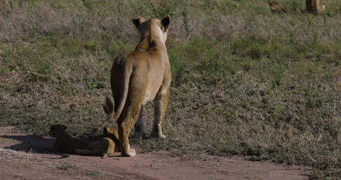 Close-up rear view lioness standing and two very cute young cubs lying down Stock-Footage 160991979