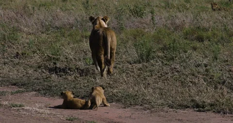 Close-up rear view lioness walking and two very cute young cubs following her Stock Footage 160900478