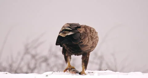 Close up rear view of white tailed eagle eating a fish head from snowy ground Video stock 266222239